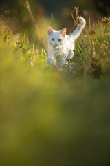Extremely cute white kitten on a lovely meadow, playing outside - sweet domestic pet playing outside