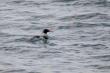 Male red-breasted merganser (Mergus serrator), swimming