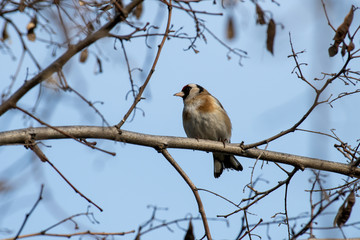 Perching Goldfinch (Carduelis carduelis) in early winter