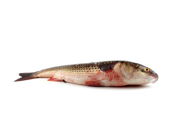 Pelengas (So-iny mullet)