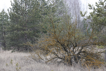 Old apple tree with yellow branches from a lichen on the edge of a pine forest