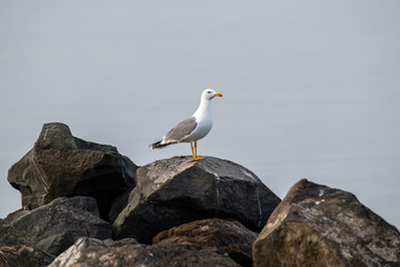 Detailed portrait of   Yellow-legged gull (larus michahellis)