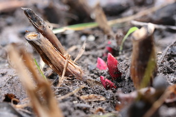 Red young peony shoots among old branches in early spring
