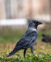 The western jackdaw (Corvus monedula) on the green grass
