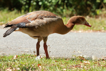 ente