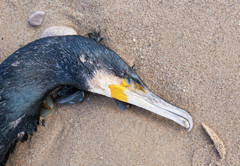 A big dead black cormorant sea bird washed up on a polluted beach, after an oil spill in the sea....