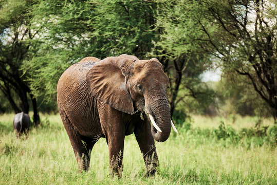 African elephant in National Park of Tanzania