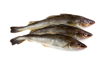 Saffron cod