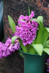 Hyazinthe blüht in Friedhofsvase