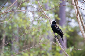 Juvenile Red-winged Blackbird perched on a bare tree limb in springtime.