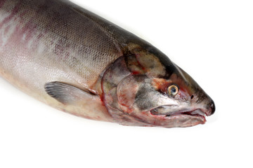 Chum salmon