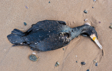 A big dead black cormorant sea bird washed up on a polluted beach, after an oil spill in the sea....