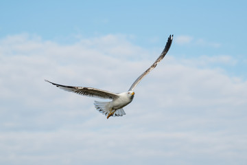 Yellow-legged gull (larus michahellis) in flight on blue sky