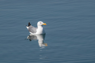 Fototapeta na wymiar Detailed portrait of Yellow-legged gull (larus michahellis)