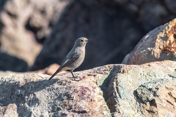 Beautiful nature scene with European black redstart (Phoenicurus ochruros)