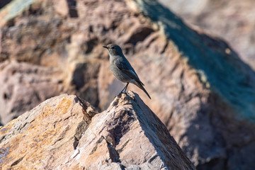 Beautiful nature scene with European black redstart (Phoenicurus ochruros)