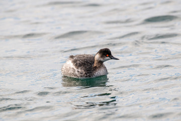 A Black-necked grebe(Podiceps nigricollis) is swimming on a pond