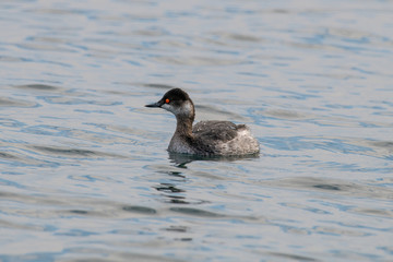 A Black-necked grebe(Podiceps nigricollis) is swimming on a pond