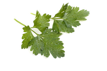 Parsley
