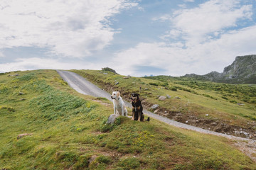 Pretty dogs resting in the mountains next to a road on a sunny day in Asturias, Spain