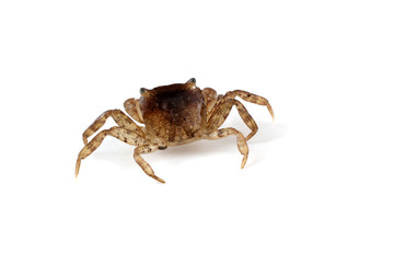 Little crab