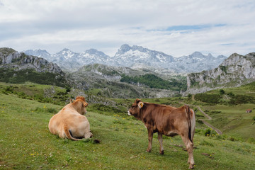 Cows resting on the grass, surrounded by mountains on a nice day in Asturias, Spain