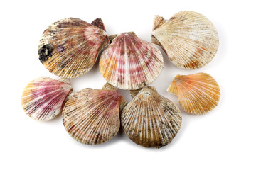 Scallops