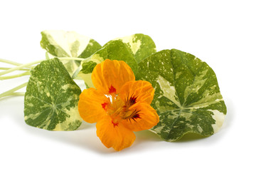 Nasturtium flower