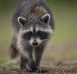 Raccoon in a Florida Swamp 