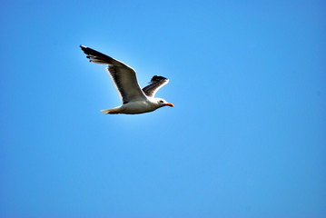 Sea prints from El Remo, on the island of La Palma
