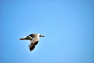Sea prints from El Remo, on the island of La Palma
