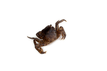 Little crab