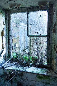 Cracked window panes and plants growing in derelict farmhouse
