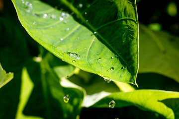 raindrops on leaf