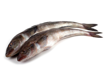 Sea bass