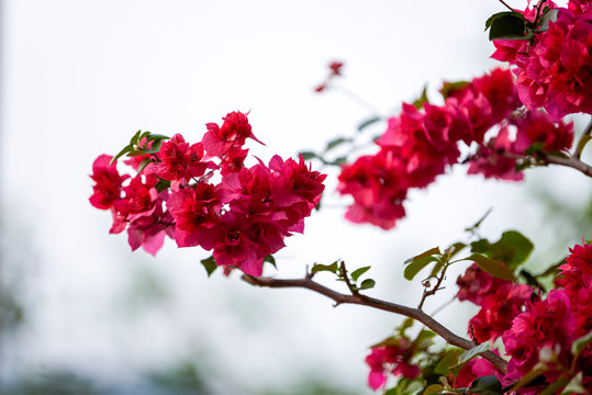 A cluster of blooming red Bougainvillea