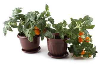 Fototapeta na wymiar Tomato plants