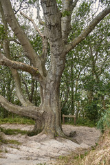 Jons Kapel, Bornholm island, Denmark - July 02, 2019. Trail to the Jons Kapel (John's Chapel) - a 22-metre high solitary rock which resembles a church tower, Bornholm island, Denmark