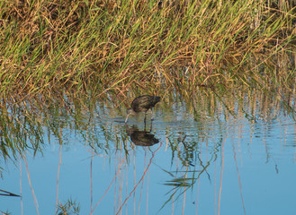 Glossy ibis wading in reeds of river bank while feeding