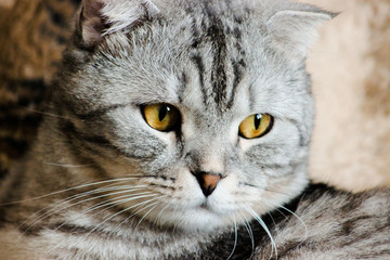 Naklejka na ściany i meble Portrait of grey scottish fold cat. Tabby shorthair kitten. Beautiful background for wallpaper, cover, postcard. Surprised cat with big yellow wide open eyes on bright background. Isolated, closeup.