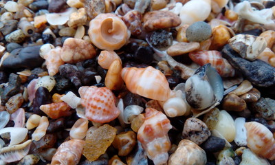 A picture of shells. I clicked picture near by Beach. This picture includes shells, sea stones and pebbles.