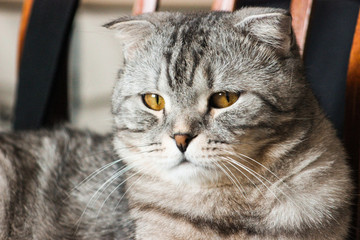 Portrait of grey scottish fold cat. Tabby shorthair kitten. Beautiful background for wallpaper, cover, postcard. Surprised cat with big yellow wide open eyes on bright background. Isolated, closeup.