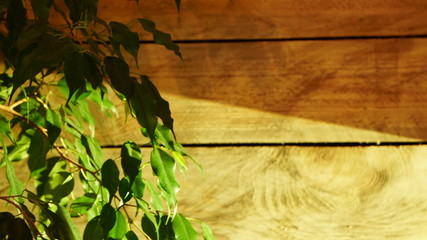 Fototapeta premium drewno