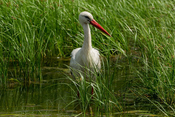 White stork (Ciconia ciconia) strolling through green reeds in a lake