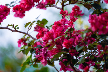 A cluster of blooming red Bougainvillea