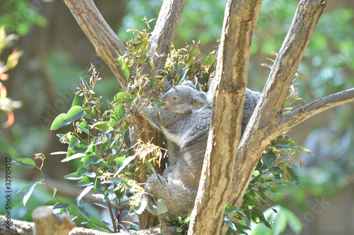 ユーカリの葉っぱを食べるコアラの赤ちゃん Wall Mural Lastpresent