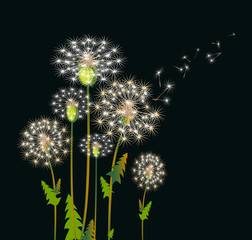White big dandelions in the wind.Flowers background.