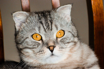 Portrait of grey scottish fold cat. Tabby shorthair kitten. Beautiful background for wallpaper, cover, postcard. Surprised cat with big yellow wide open eyes on bright background. Isolated, closeup.