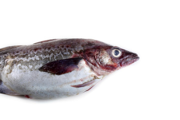 Alaska pollock