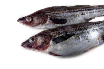 Alaska pollock